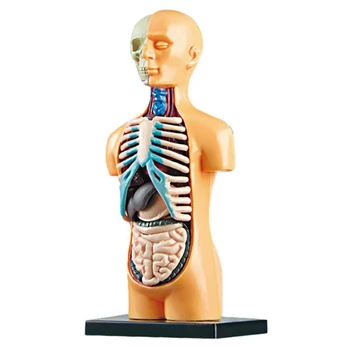 3D Съемная анатомическая модель человеческого туловища для обучающей игрушки, обучающая строению человеческого тела для детей-школьников