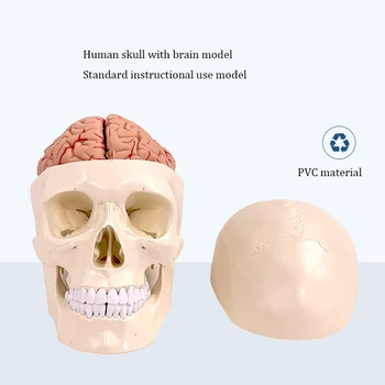 Медицинская анатомическая неврологическая модель с моделью мозга Модель черепа 1: 1 Черепно-мозговая модель