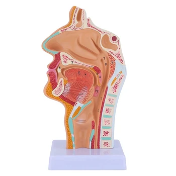 2X Анатомическая модель носовой полости горла, анатомическая модель глотки человека, модель гортани для студентов, демонстрационный дисплей для обучения